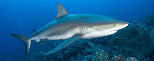 shark-islands-vip-diving-dubai